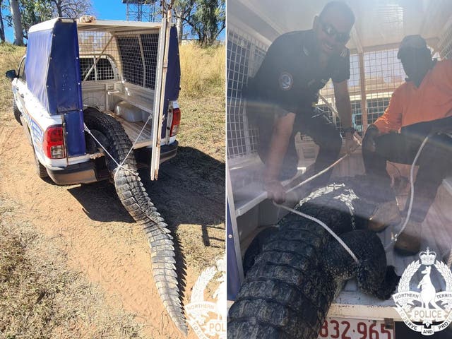 <p>The 3.63-metre long “problem crocodile” reptile had been seen in the remote Baines river</p>